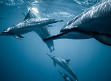 全球真实强奸合集！强奸精选终结版  在女人的反抗和呻吟中得到前所未有的快感