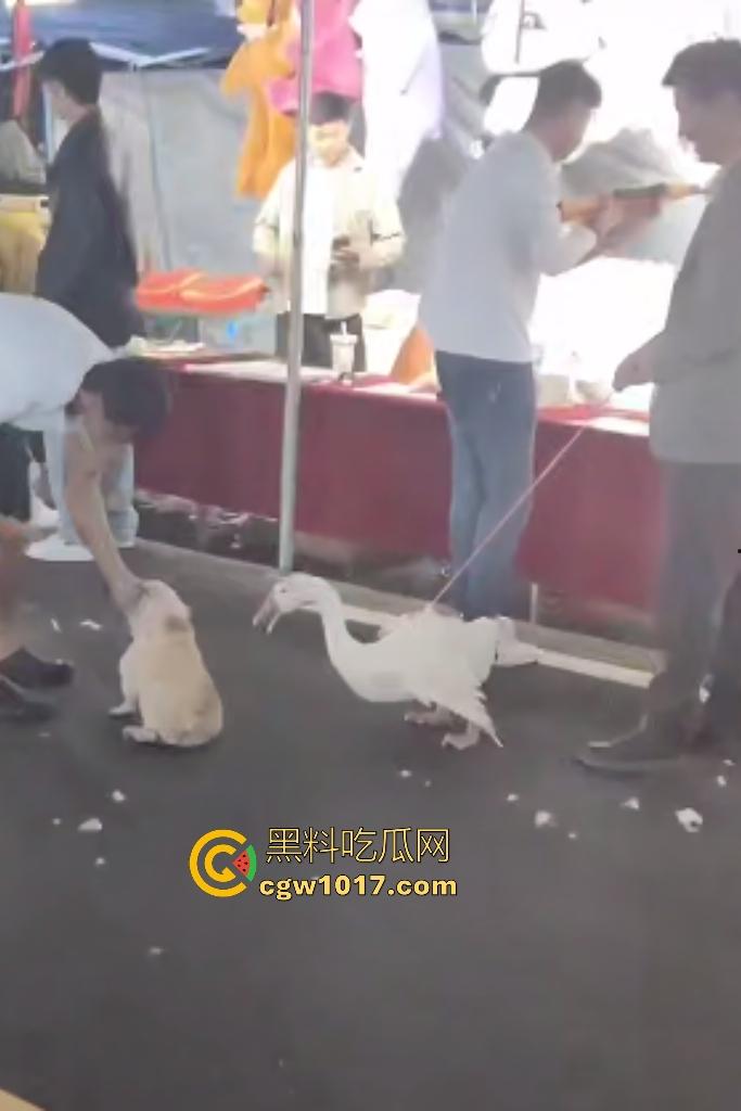 云南保山夜市法斗VS大鹅，狗子连咬两大鹅被主人扇巴掌，大鹅吓傻在原地趴窝，我宣布这法斗是动物界MMA传奇！