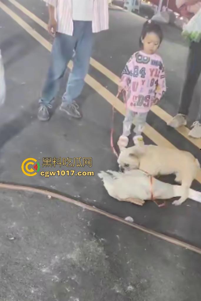 云南保山夜市法斗VS大鹅，狗子连咬两大鹅被主人扇巴掌，大鹅吓傻在原地趴窝，我宣布这法斗是动物界MMA传奇！-5
