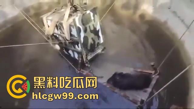 完达山一号再现？印度三哥野生老虎因追逃野猪双双落入水井，这次三哥不会趁老虎之危了吧！