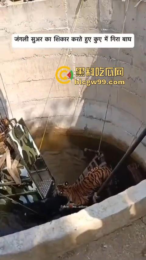 完达山一号再现?印度三哥野生老虎因追逃野猪双双落入水井,这次三哥不会趁老虎之危了吧!-5