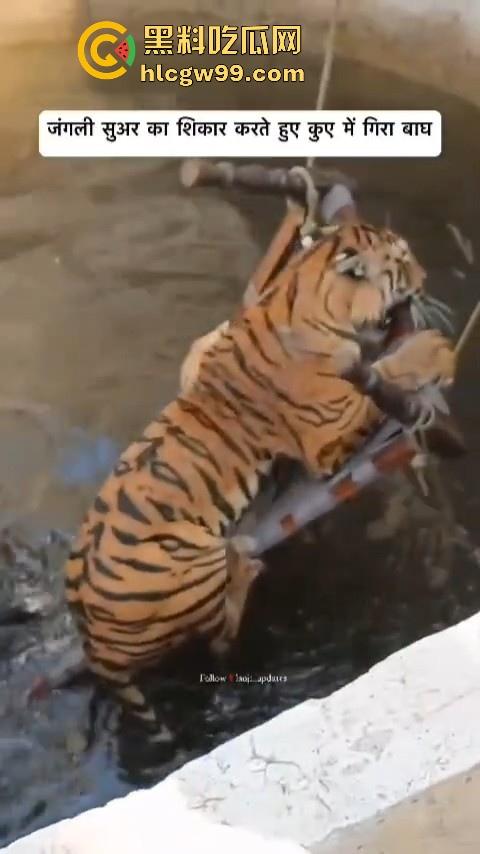 完达山一号再现?印度三哥野生老虎因追逃野猪双双落入水井,这次三哥不会趁老虎之危了吧!-6