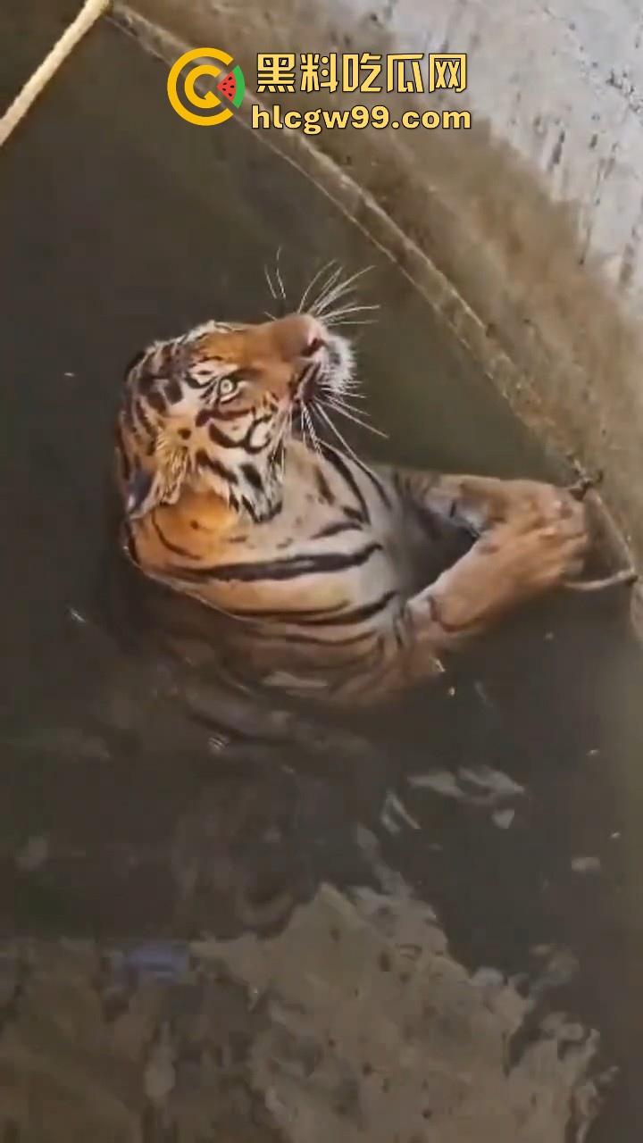 完达山一号再现?印度三哥野生老虎因追逃野猪双双落入水井,这次三哥不会趁老虎之危了吧!-7
