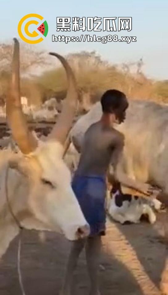 仿真牛逼飞机吞屌神器,各式号码选配让你爽,谁买这玩意撸?印度阿三日牛舔逼狂爱,卖他们直接当首富!-9