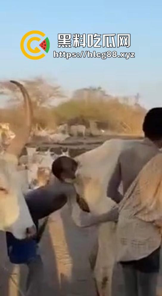 仿真牛逼飞机吞屌神器,各式号码选配让你爽,谁买这玩意撸?印度阿三日牛舔逼狂爱,卖他们直接当首富!-10