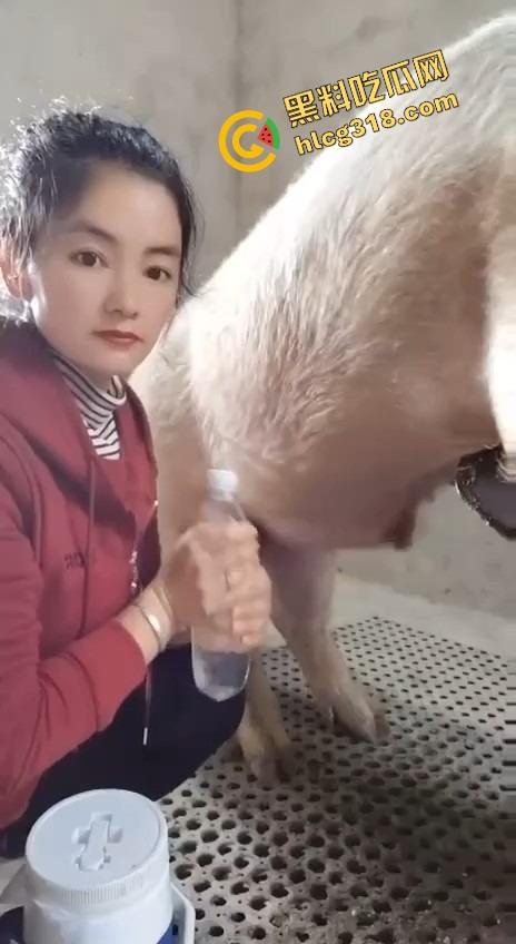 美女上岗第一天就被安排帮猪撸取精，手法娴熟动作老练，取精现场表情管理拉满