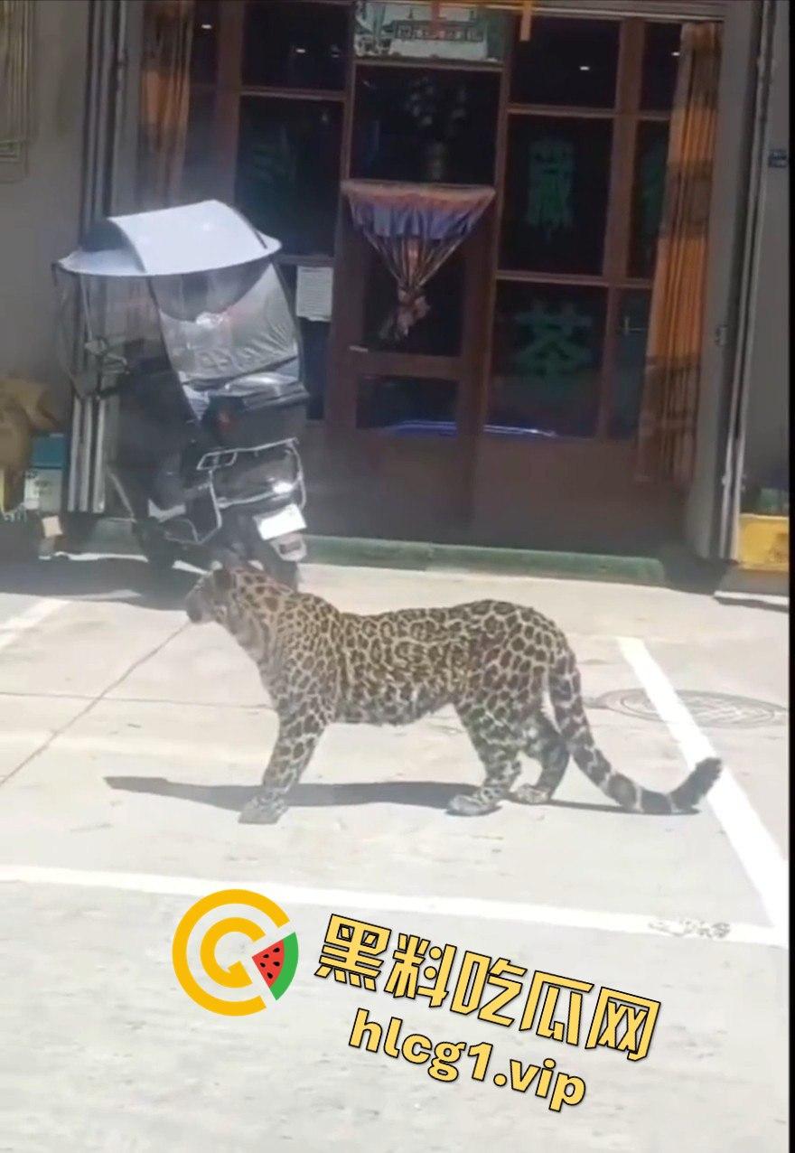 甘孜白玉县城惊现贵宾!金钱豹进城,周围居民直接呆住!-3