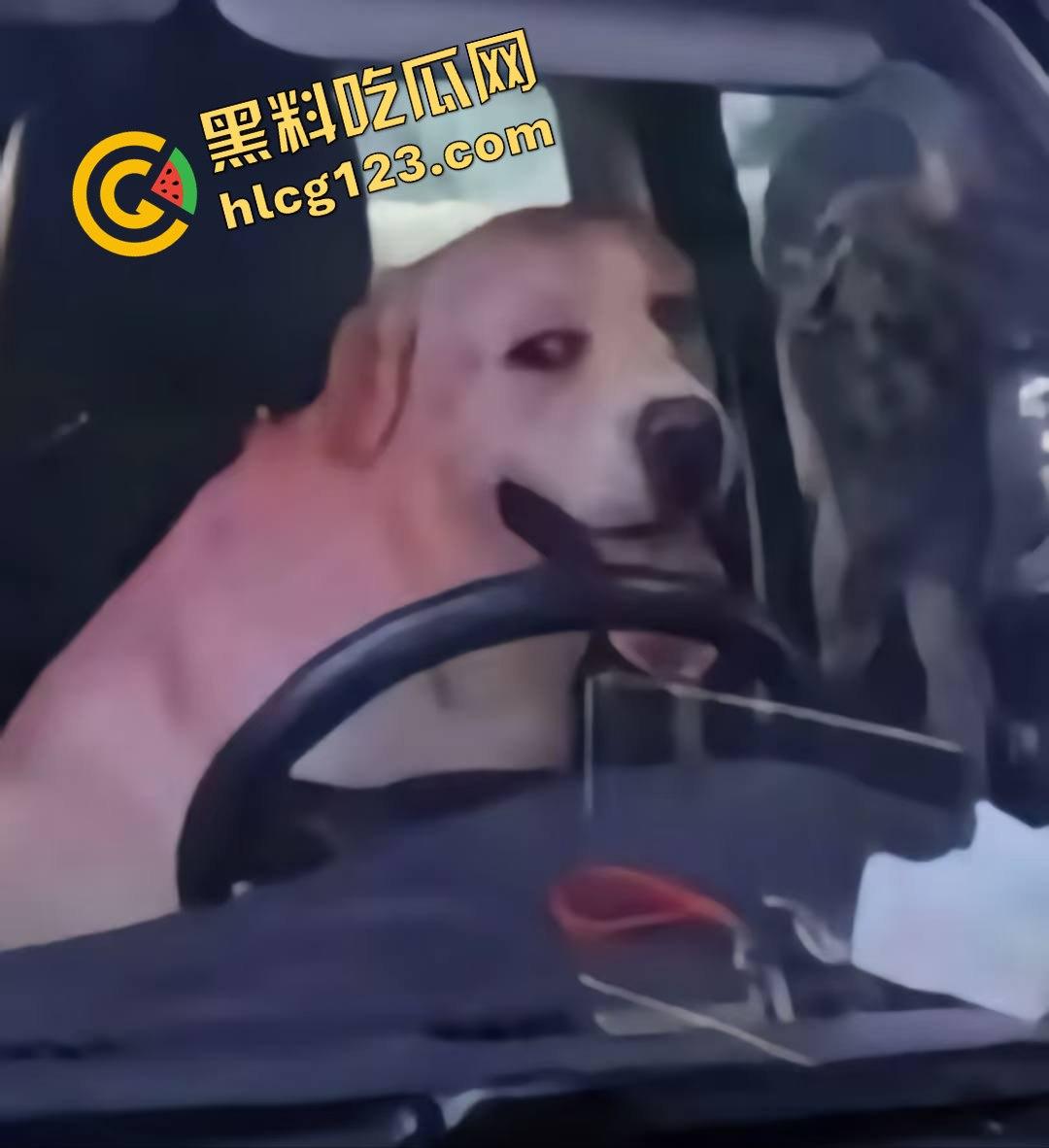 湖南邵东拉布拉多狗司机开倒车撞摊,装无辜伸舌头竟然成了明星!-1