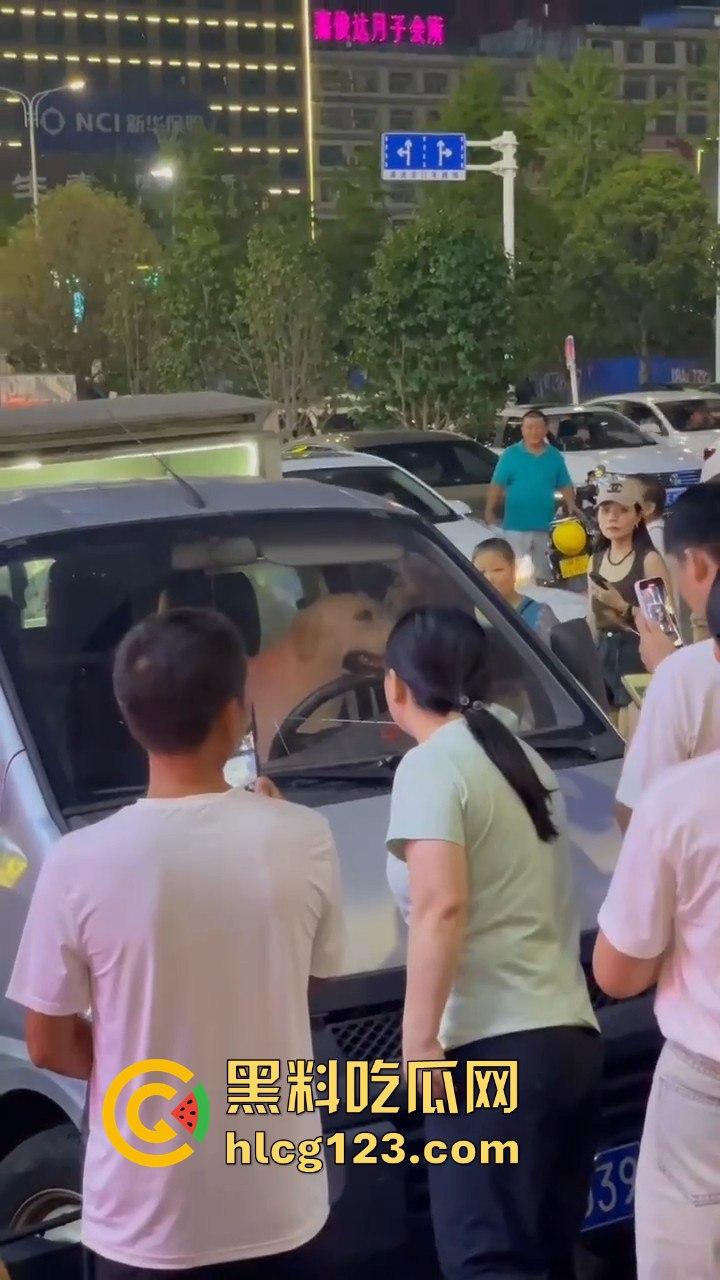 湖南邵东拉布拉多狗司机开倒车撞摊,装无辜伸舌头竟然成了明星!-7