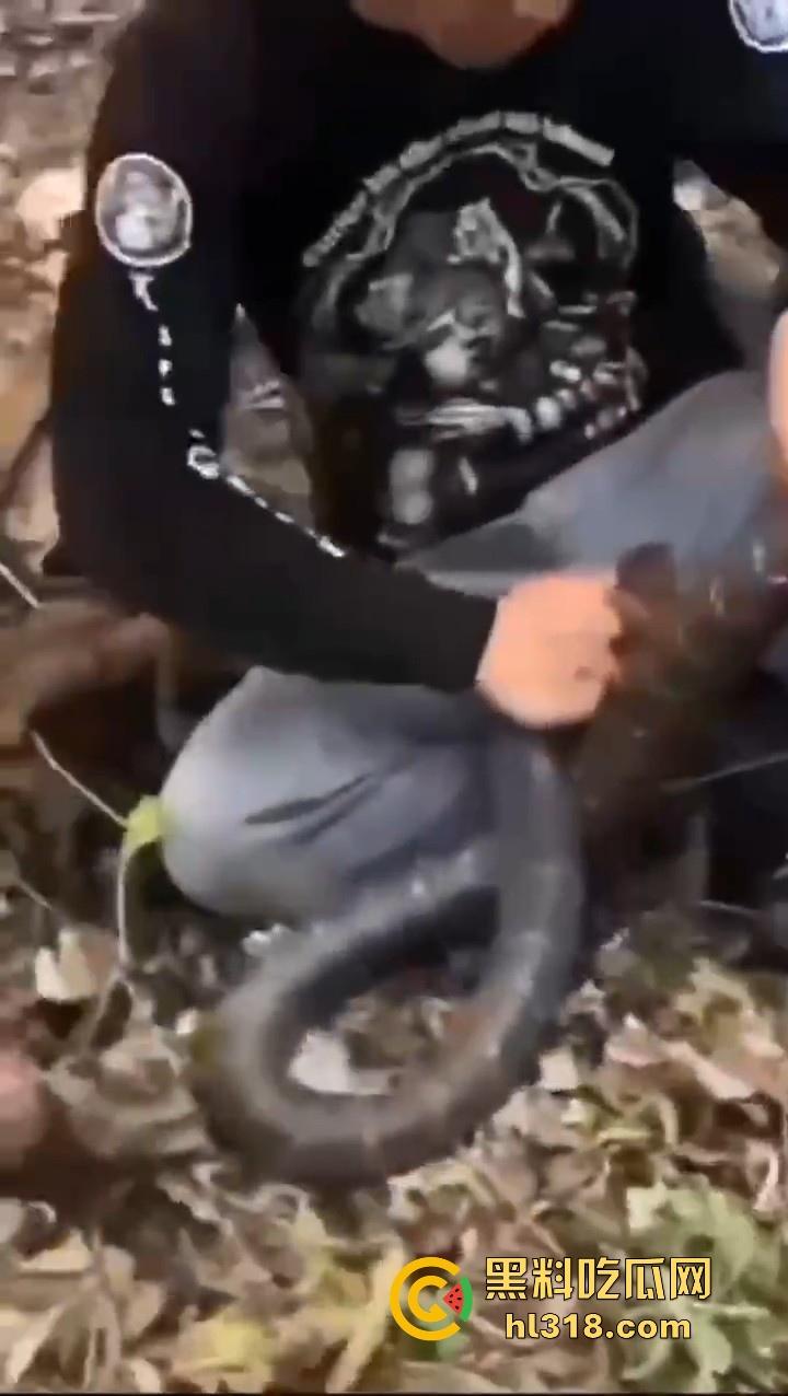 上山采蘑菇偶遇眼镜蛇咬鸡巴,透过裤子咬着死死不放,这是不是感觉不能要了呀!-1