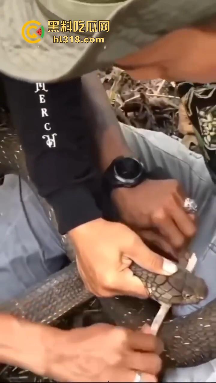 上山采蘑菇偶遇眼镜蛇咬鸡巴,透过裤子咬着死死不放,这是不是感觉不能要了呀!-7